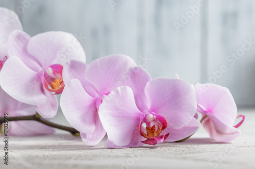 Pink orchid flower over grey concrete background