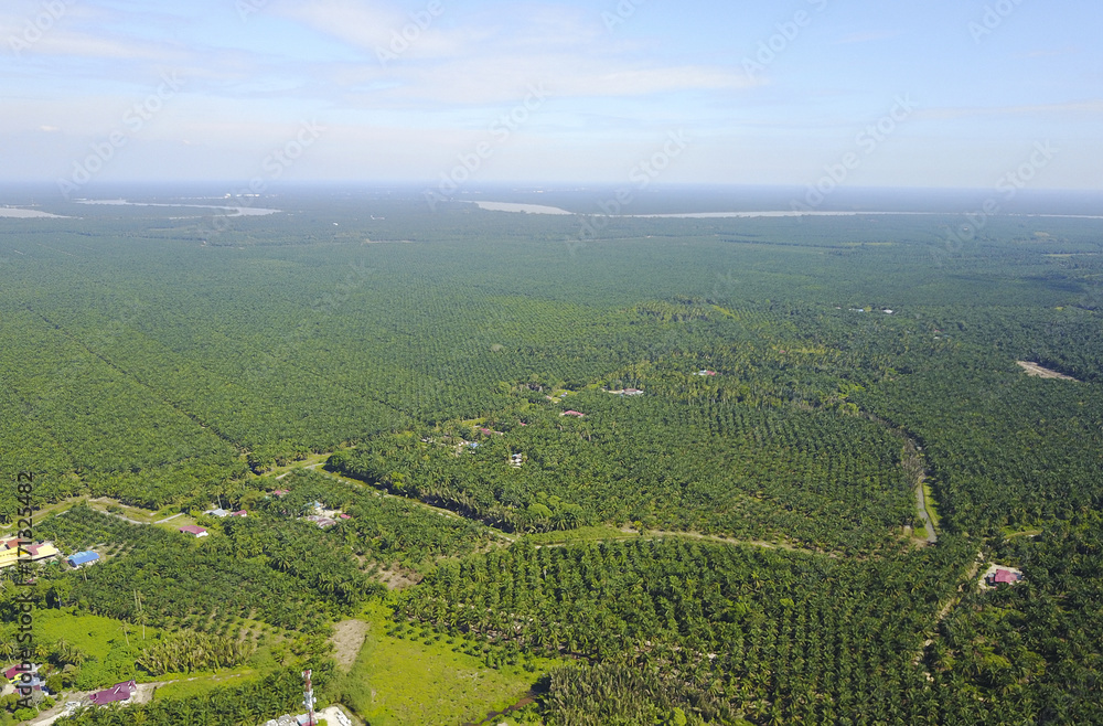 Arial view of palm plantation with dramatic blue sky at background.