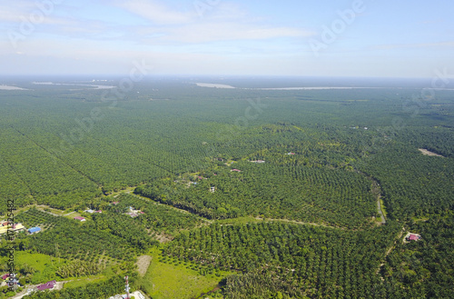 Arial view of palm plantation with dramatic blue sky at background.