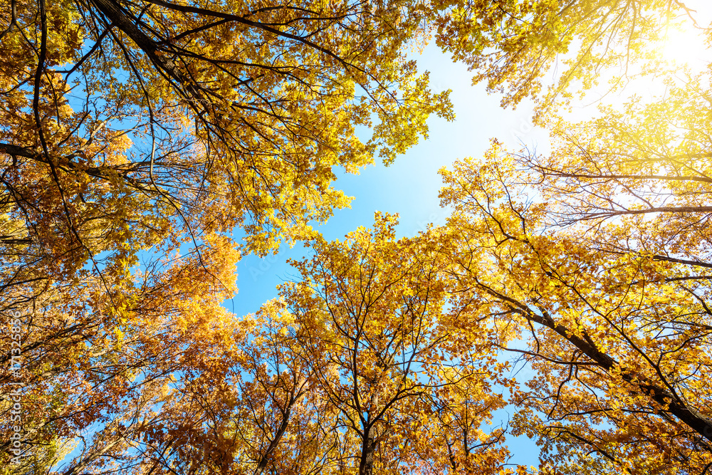 Autumn landscape. Autumn tree leaves sky background. Autumn landscape. Autumn tree leaves sky background.