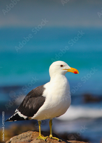 Seagull sitting on rocky shores
