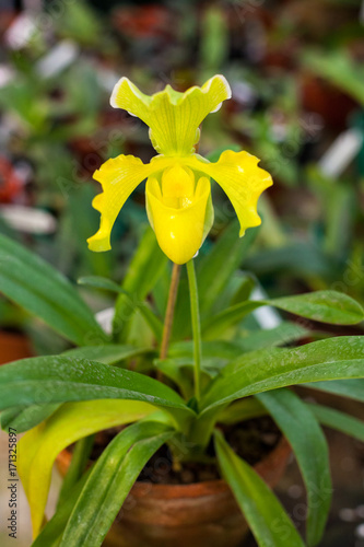 Paphiopedilum orchid flowers