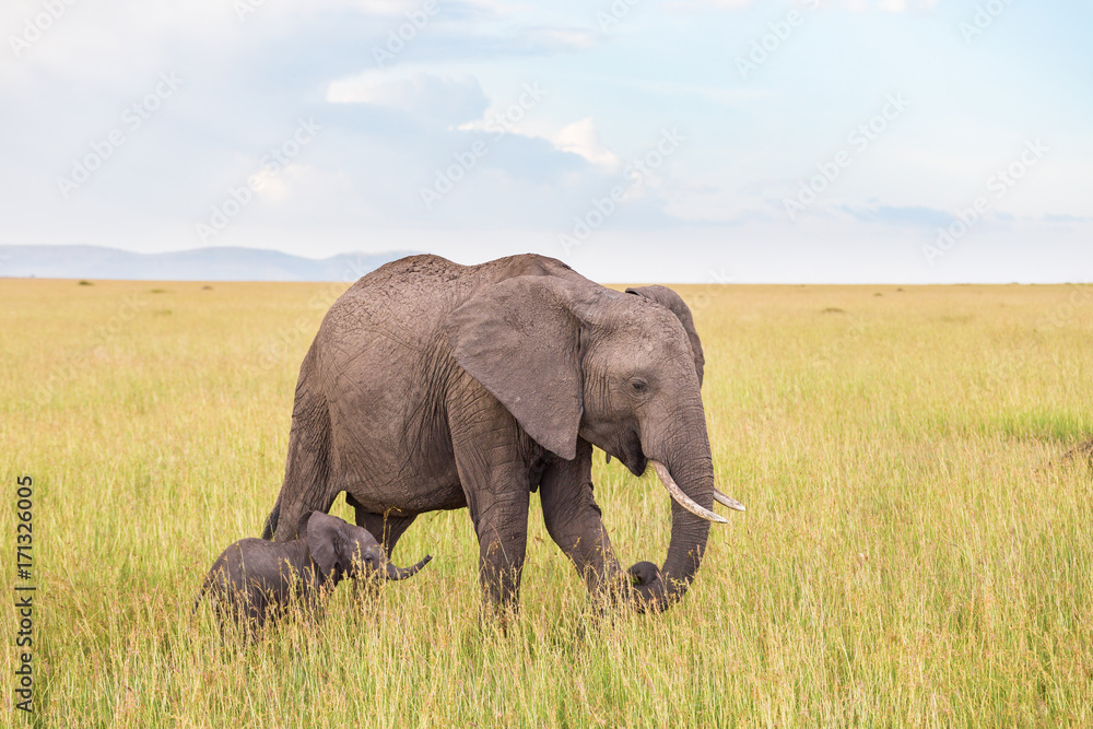 Elephant calf walking with his mother in the savanna