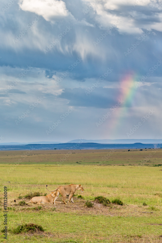Lion on the savannah with thunder clouds and a rainbow