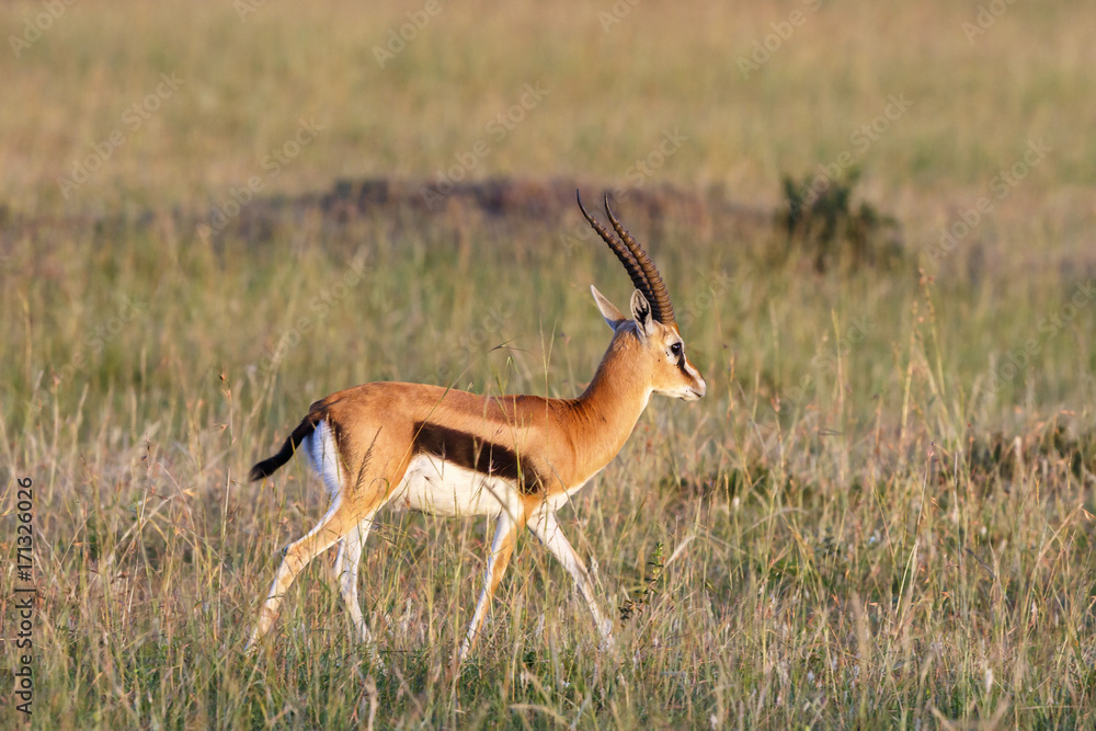 African Thomson's gazelle in the grass on the savanna African Thomson's gazelle in the grass on the savanna