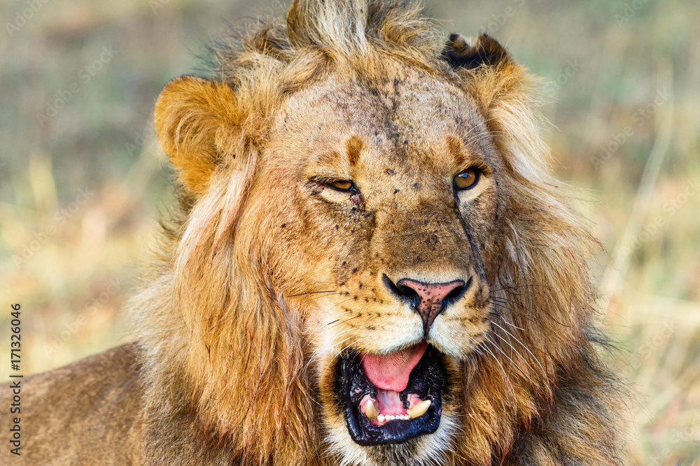 Closeup of a male lion that roars