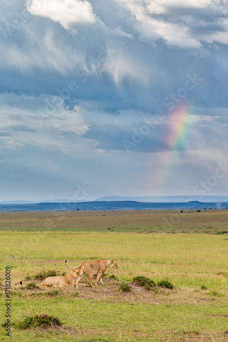 Lion on the savannah with thunder clouds and a rainbow