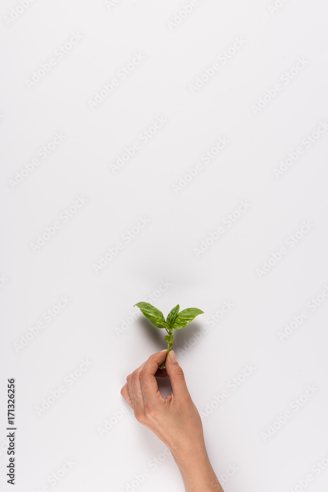 hand holding mint leaf