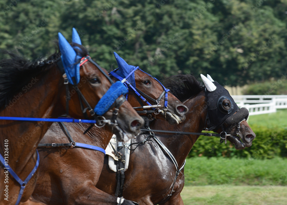 Portrait of a three horses trotter breed on speed on racetrack. Harness horse racing.