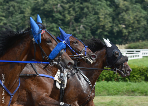 Portrait of a three horses trotter breed on speed on racetrack. Harness horse racing. 