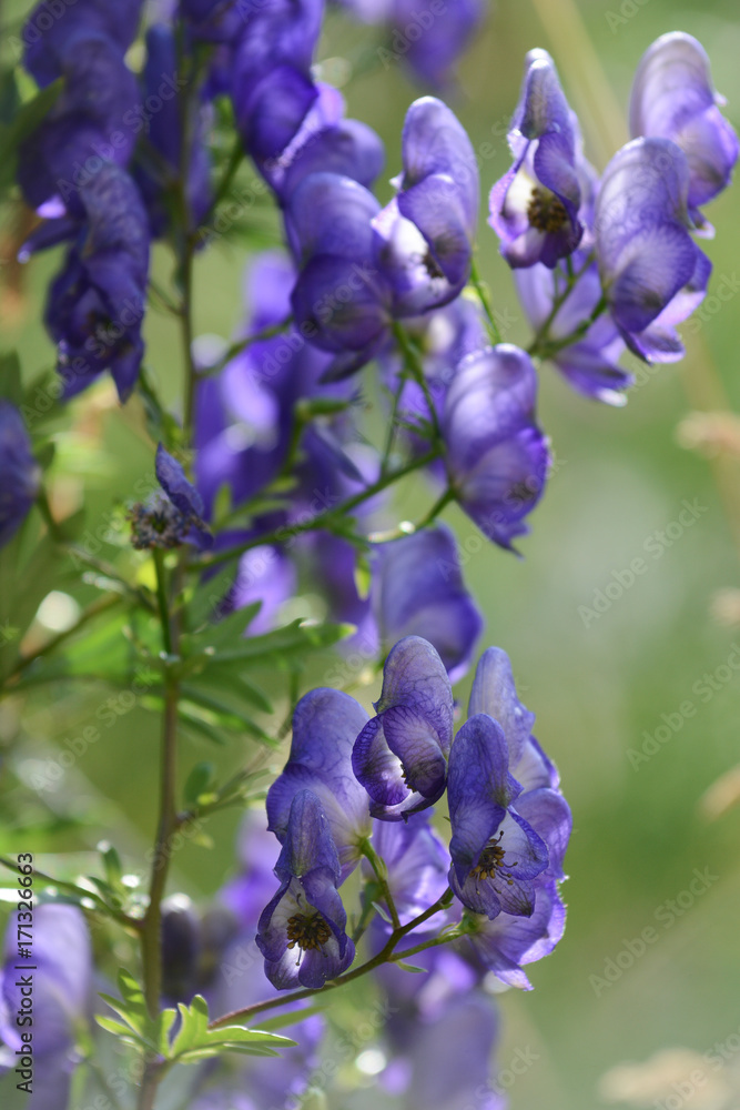 Beautiful Delphinium flower in garden. Details