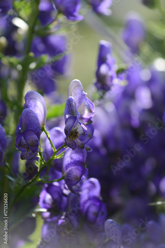 Beautiful Delphinium flower in garden. Details
