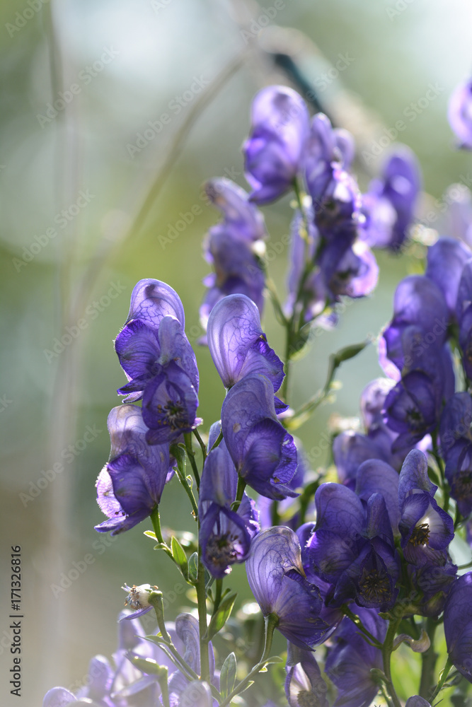 Beautiful Delphinium flower in garden. Details