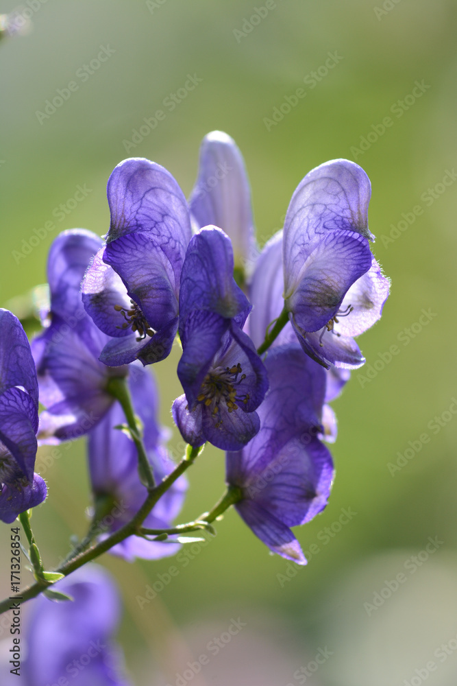 Beautiful Delphinium flower in garden. Details