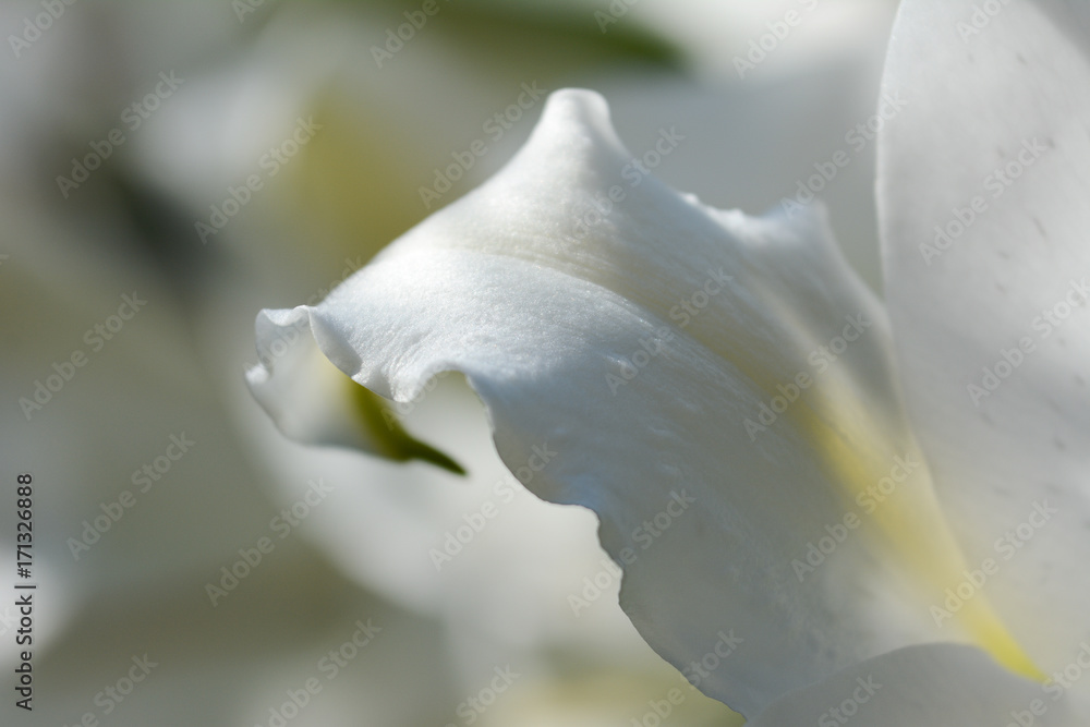 Gentle petal white Lily flowers in a garden. Macro view