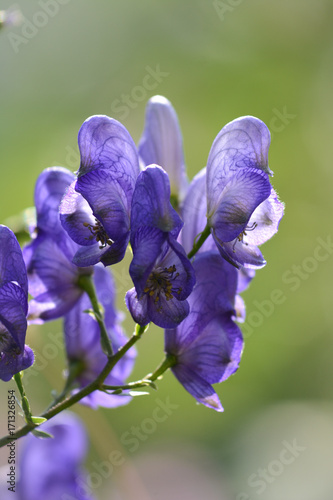 Obraz na płótnie Beautiful Delphinium flower in garden. Details w salonie