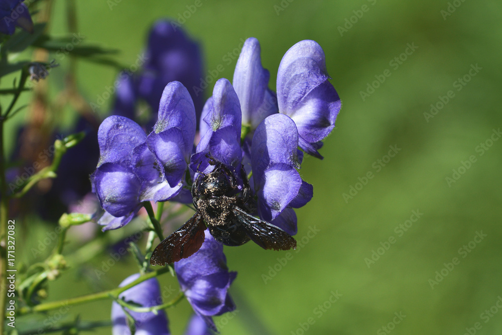 Violet bumblebee xylocopa Delphinium flower in the nature