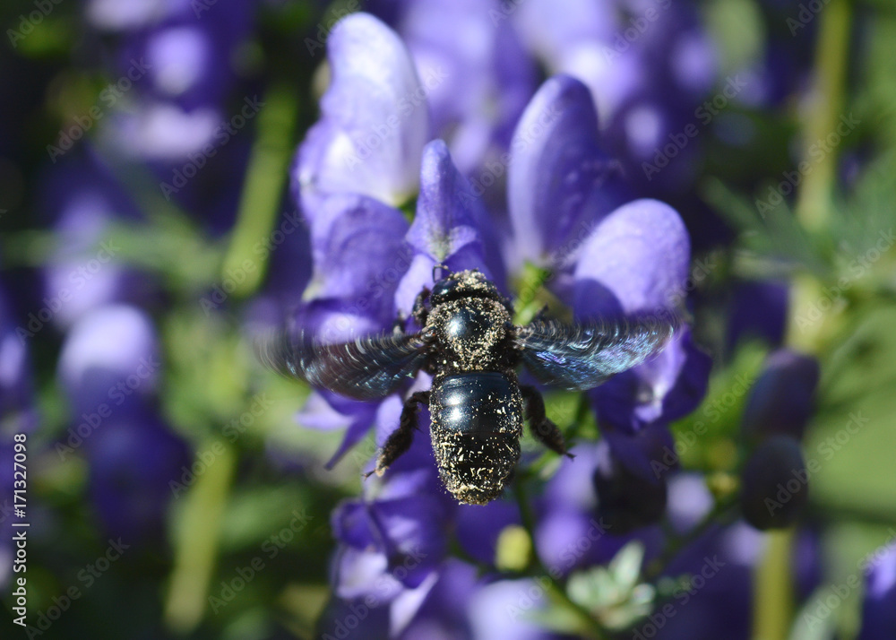 Violet bumblebee xylocopa Delphinium flower in the nature