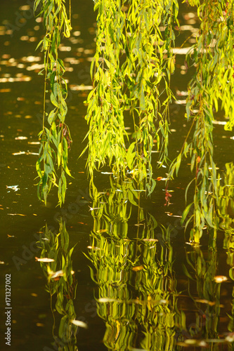 Fototapeta Naklejka Na Ścianę i Meble -  Willow tree branches touching green water