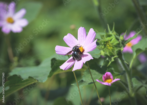 Obraz na płótnie Violet bumblebee xylocopa and Cosmos flowers in a garden w salonie
