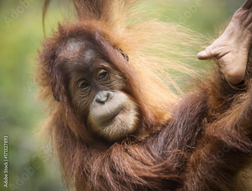 A Close Portrait of a Young Orangutan