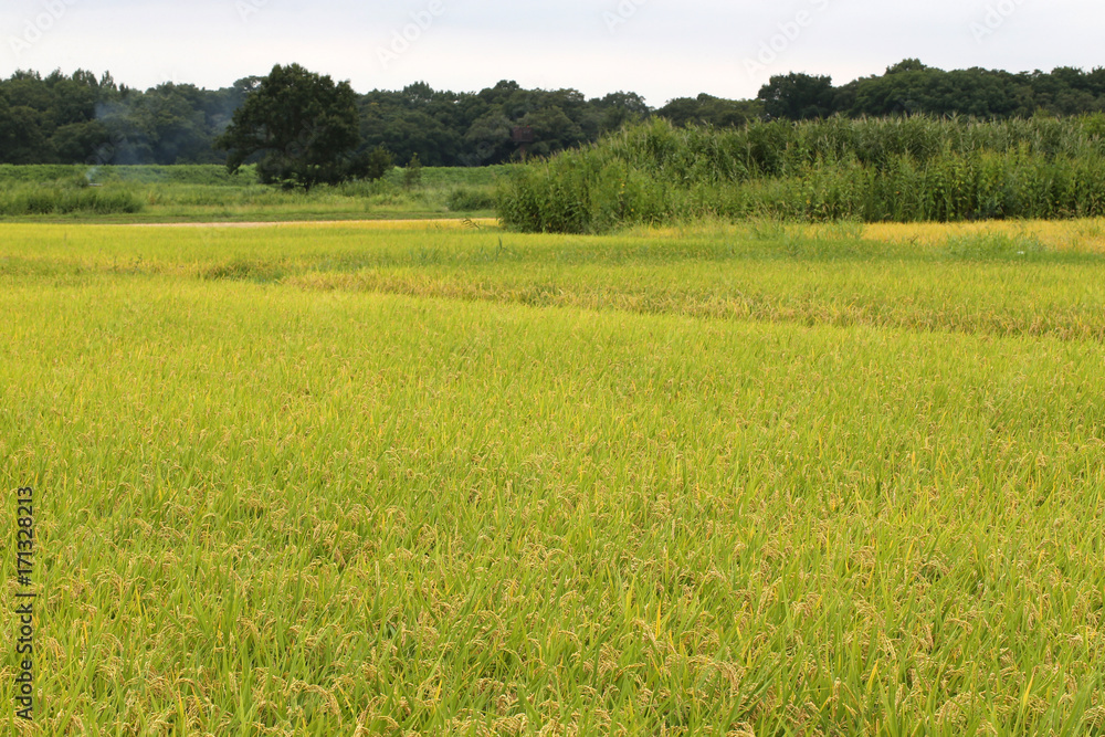 Fototapeta premium 秋の田んぼ
