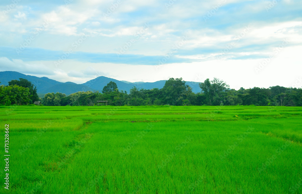 rice field with mountain and blue sky