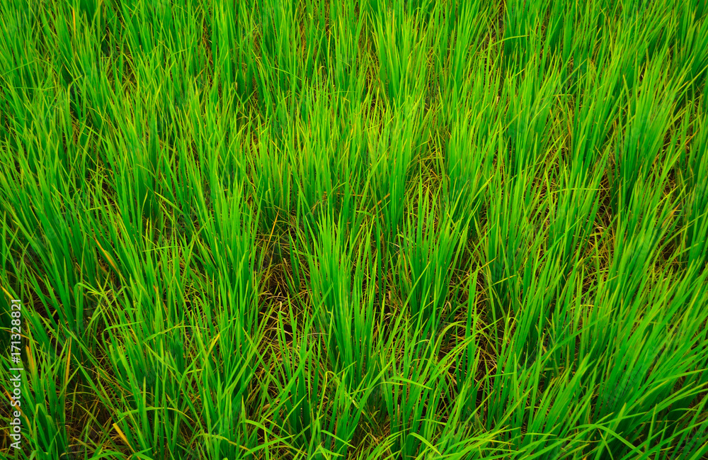 rice field rice field