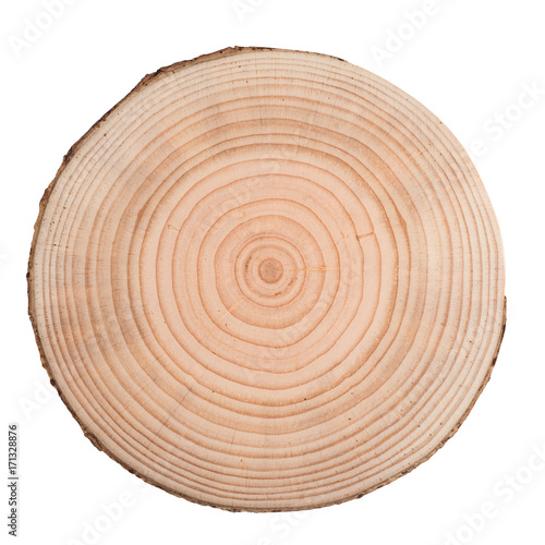Tree wood cut isolated on white background.