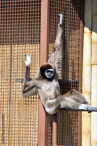 Weißhandgibbon photo