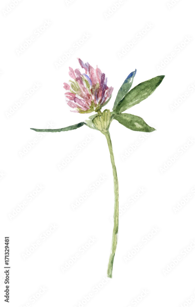 Illustration of watercolor clover. Hand-drawn illustration