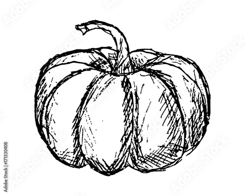 zucca disegno fatto a mano - schizzo , disegno  vettoriale