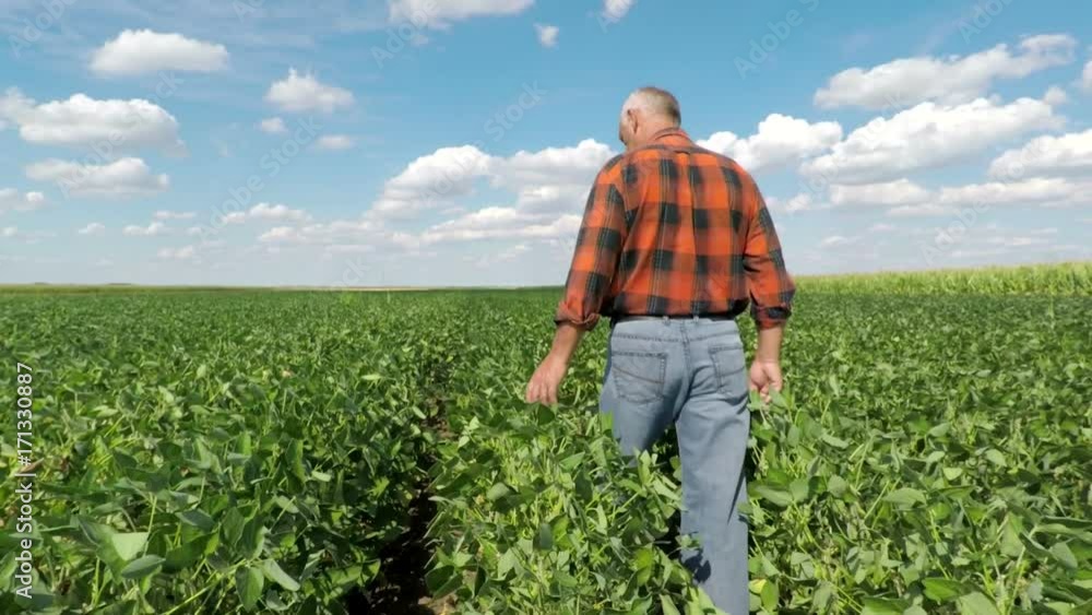 Senior farmer walking in a soybean field and examining crop. Senior farmer walking in a soybean field and examining crop.