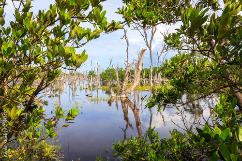 Mangroves near Cayo Jutias on Cuba