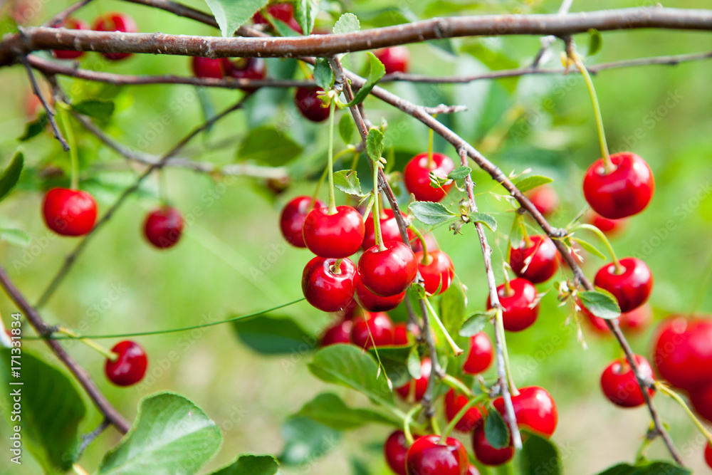 Red Cherries on Branches Red Cherries on Branches