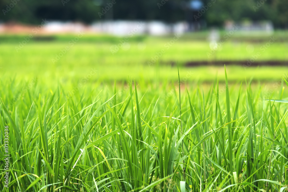 Fototapeta premium Closeup image of green rice field with blur nature background