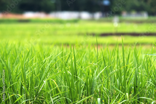 Closeup image of green rice field with blur nature background