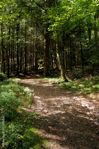 Wanderweg im Th  ringer Wald