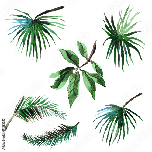 Watercolor hand painted tropical palm leaves isolated on white © Elena Efremova