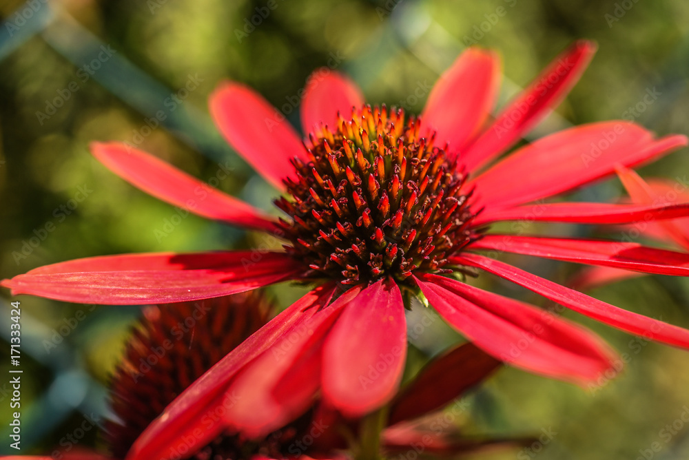 Red coneflower blooming in garden, summer sunny day. Red coneflower blooming in garden, summer sunny day.
