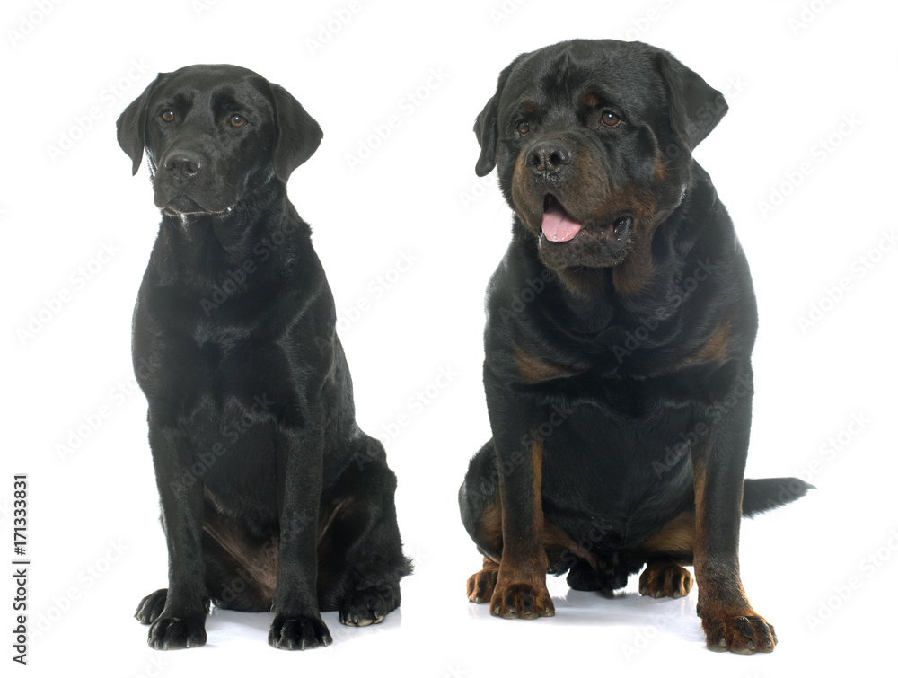 Obraz premium rottweiler and labrador retriever