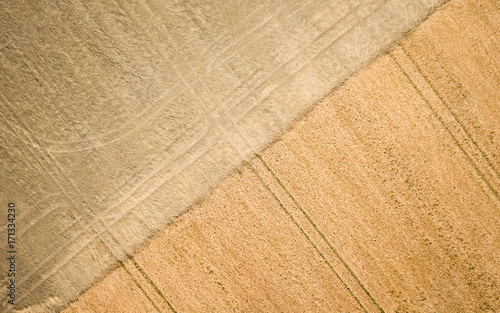 Wheat field; aerial view. Birds eye drone view looking directly down onto a field of golden wheat with tractor marks creating an abstract pattern.