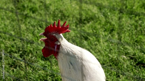 White rooster crow on meadow in bird farm. Chicken farming. Poultry farming