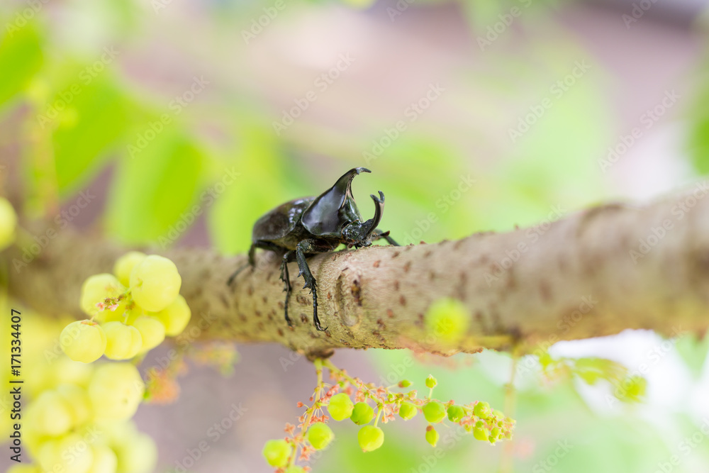 Dynastinae or rhinoceros beetles on tree Dynastinae or rhinoceros beetles on tree