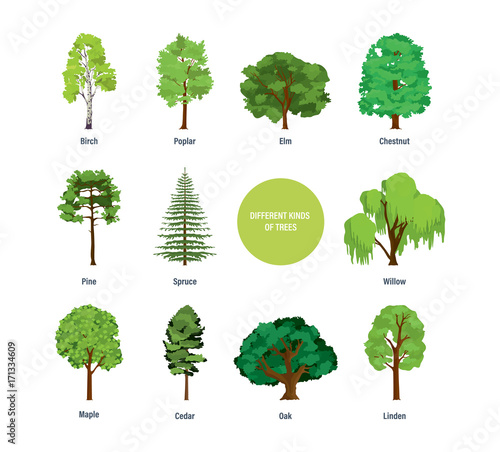 Concept of collection of modern different kinds of trees.