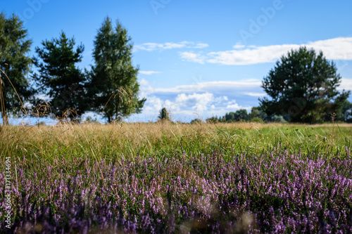 Wallpaper Mural September Heather Torontodigital.ca