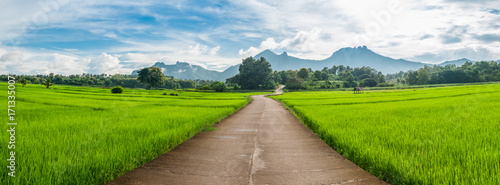 Landscape of the road in green rice field with mountain.background