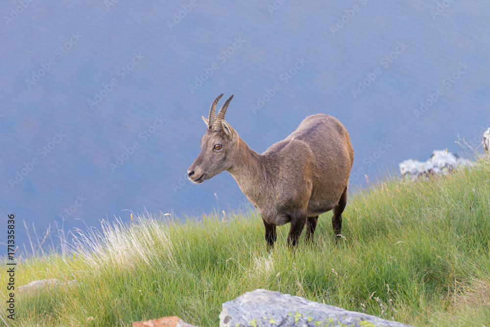 Female Ibex perched on rock on the Italian French Alps. Female Ibex perched on rock on the Italian French Alps.