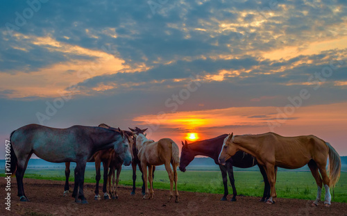 horses graze at dawn