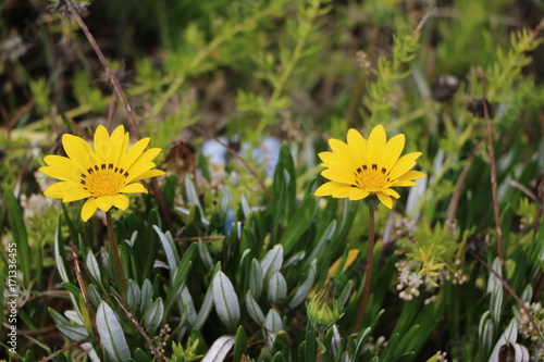 Cuadro en lienzo Blooming Gazania Hybride at the coast in Australia